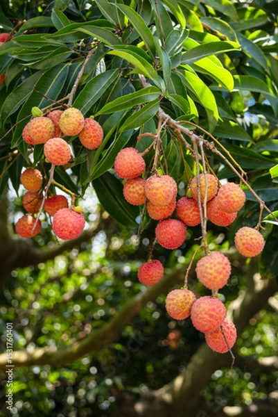 Obraz The lychees are ripe in summer