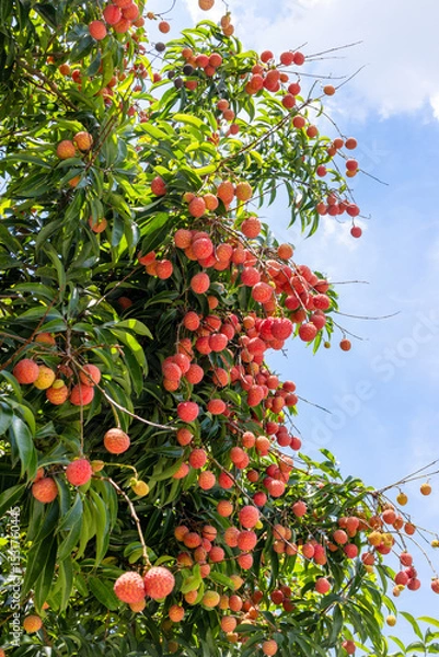 Obraz The lychees are ripe in summer
