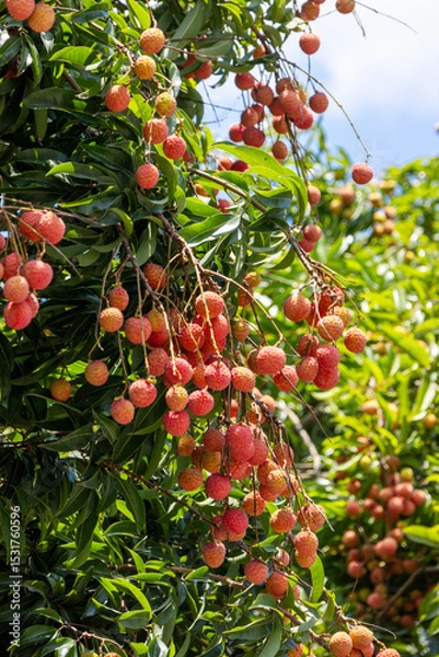 Obraz The lychees are ripe in summer