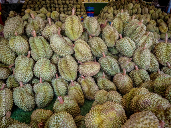 Obraz A market scene featuring a large pile of freshly harvested durians stacked for sale in a Thai fruit market. 