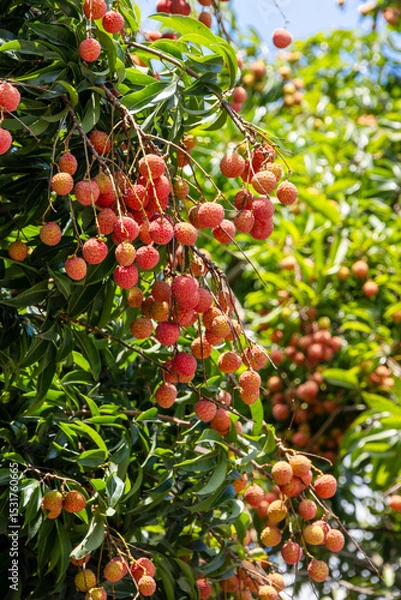 Obraz The lychees are ripe in summer