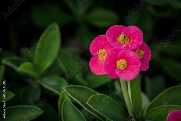 Obraz A close-up of Euphorbia Milii flowers, featuring vivid pink petals and bright yellow centers, set against lush green leaves. 