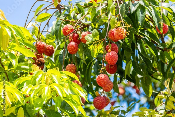 Obraz The lychees are ripe in summer