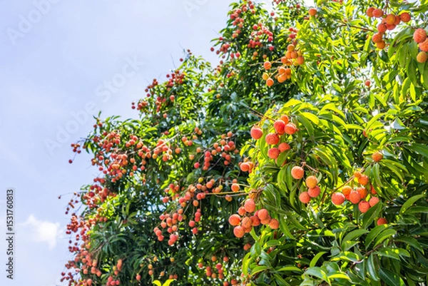 Obraz The lychees are ripe in summer