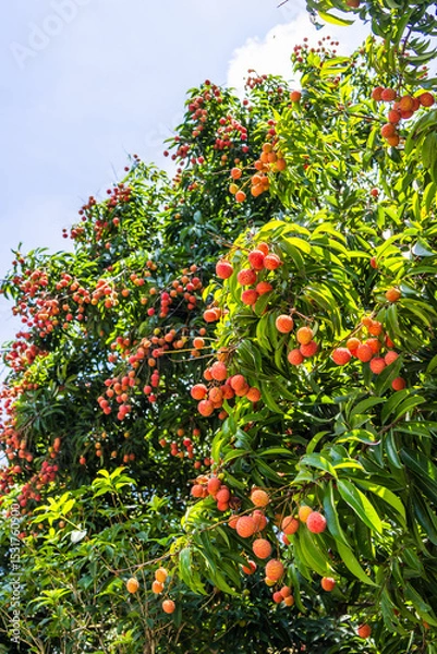Obraz The lychees are ripe in summer