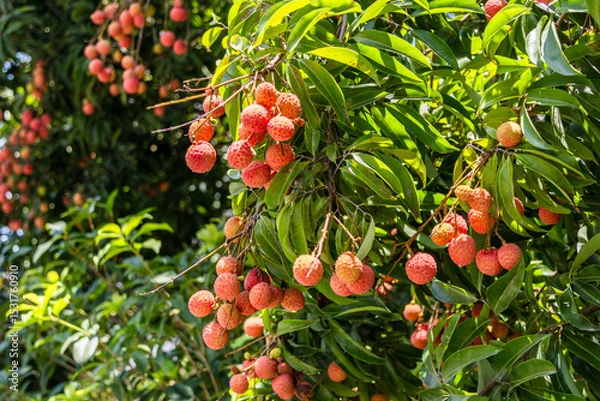 Obraz The lychees are ripe in summer
