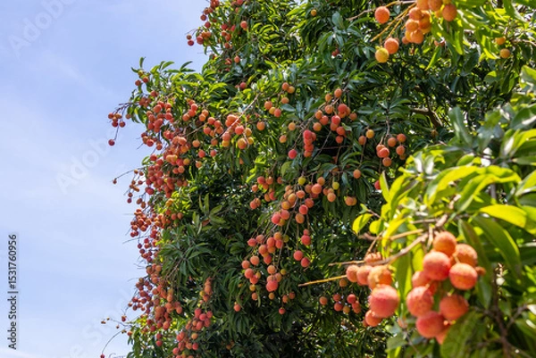 Obraz The lychees are ripe in summer