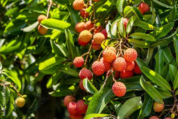 Obraz The lychees are ripe in summer