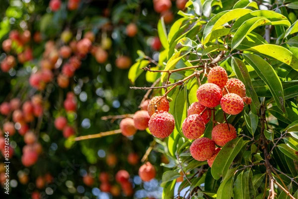 Obraz The lychees are ripe in summer