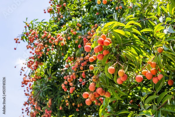 Obraz The lychees are ripe in summer
