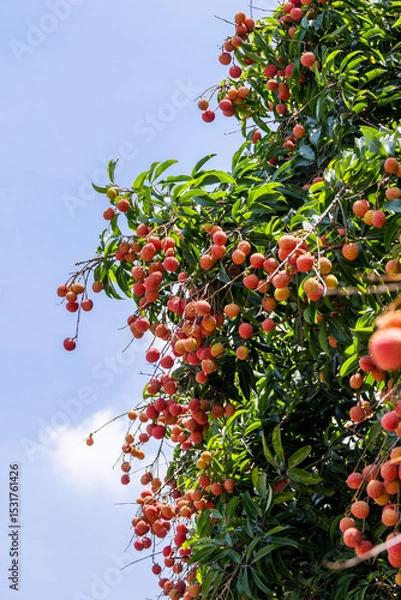 Obraz The lychees are ripe in summer