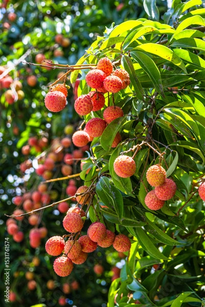 Obraz The lychees are ripe in summer