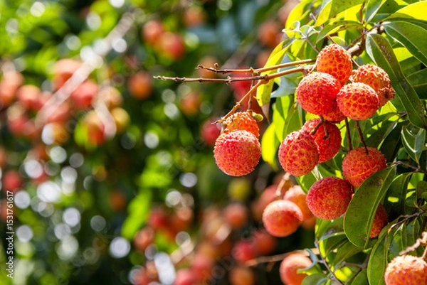 Obraz The lychees are ripe in summer