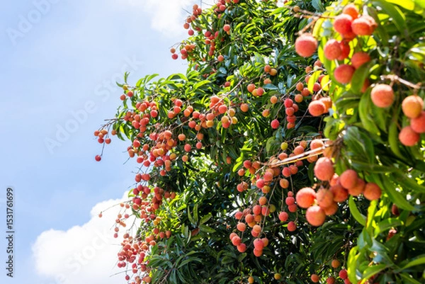 Obraz The lychees are ripe in summer