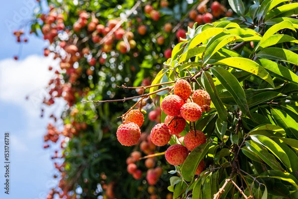 Obraz The lychees are ripe in summer