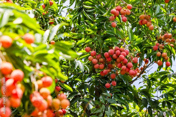 Obraz The lychees are ripe in summer