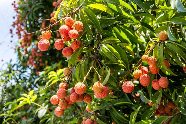 Obraz The lychees are ripe in summer