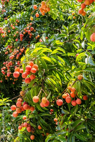 Obraz The lychees are ripe in summer