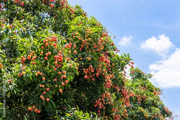 Obraz The lychees are ripe in summer