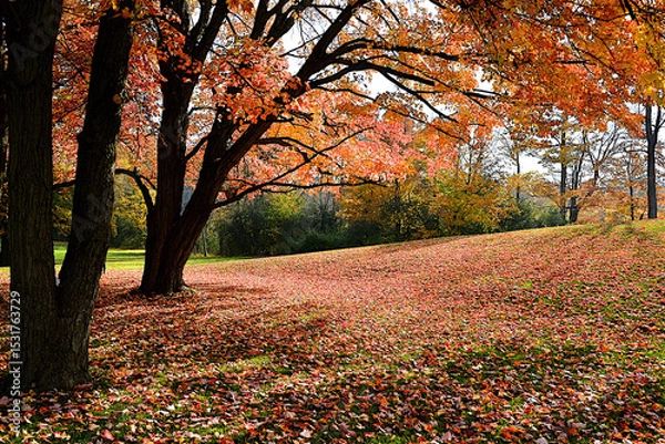 Fototapeta Vibrant Autumn Foliage: A Captivating Scene of Fallen Leaves Blanketing the Ground in Rich, Warm Colour of Fall