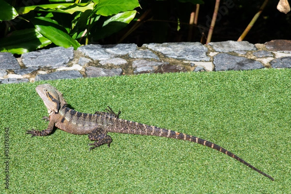 Obraz water dragon lizard in the wild