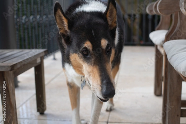 Obraz Curious Canine on Patio