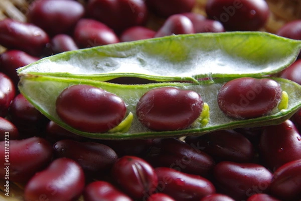 Obraz 赤そら豆　赤いそら豆　豆類　野菜