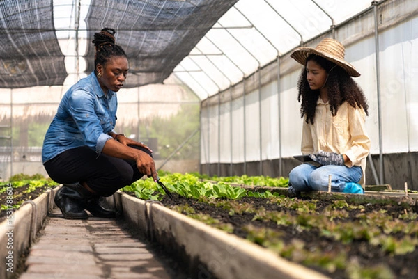 Obraz Children learn to grow vegetables and collect data from experimental vegetable plots in a temperature-controlled greenhouse.