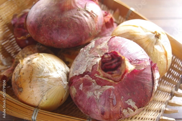 Obraz 玉ねぎ　紫タマネギ　２種類の玉ねぎ