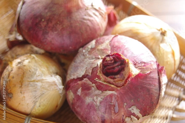 Obraz 玉ねぎ　紫タマネギ　２種類の玉ねぎ