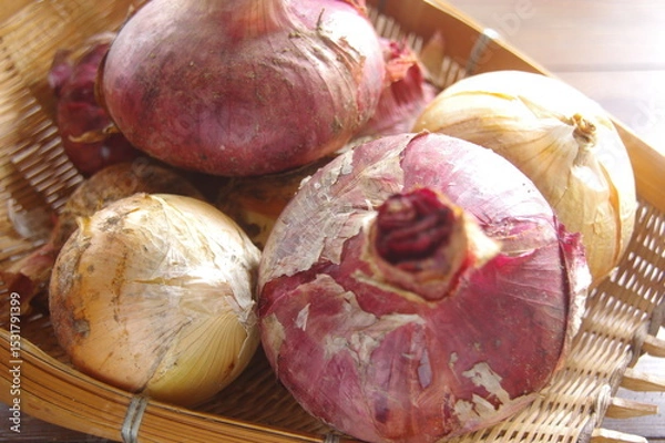 Obraz 玉ねぎ　紫タマネギ　２種類の玉ねぎ