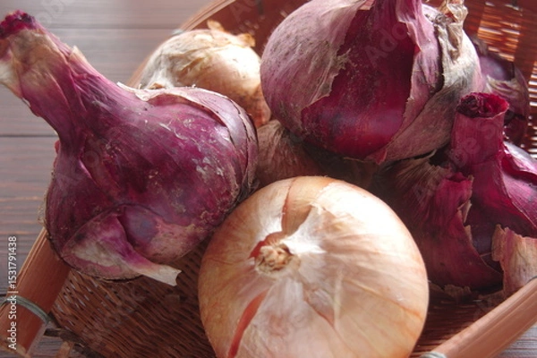 Obraz 玉ねぎ　紫タマネギ　２種類の玉ねぎ