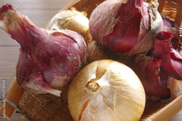 Obraz 玉ねぎ　紫タマネギ　２種類の玉ねぎ