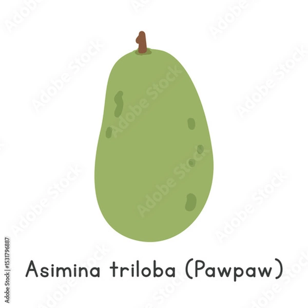 Fototapeta Asimina triloba flat vector illustration. Green Asimina triloba or Common pawpaw cartoon clipart style isolated on white background. Tropical and Exotic fruit concept