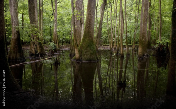 Obraz Congaree National Park