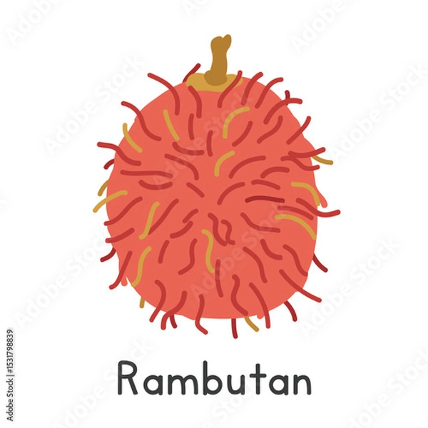 Fototapeta Rambutan flat vector illustration. Rambutan fruit cartoon clipart style isolated on white background. Tropical and Exotic fruit concept