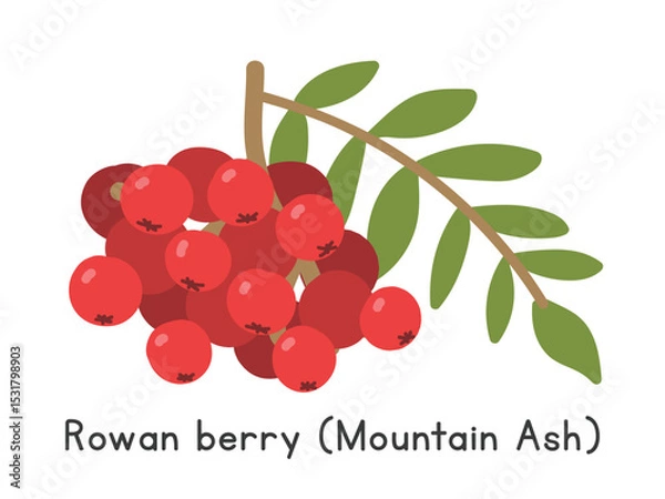 Fototapeta Rowan berry flat vector illustration. Rowan or Mountain ash cartoon clipart style isolated on white background. Pomes fruit concept