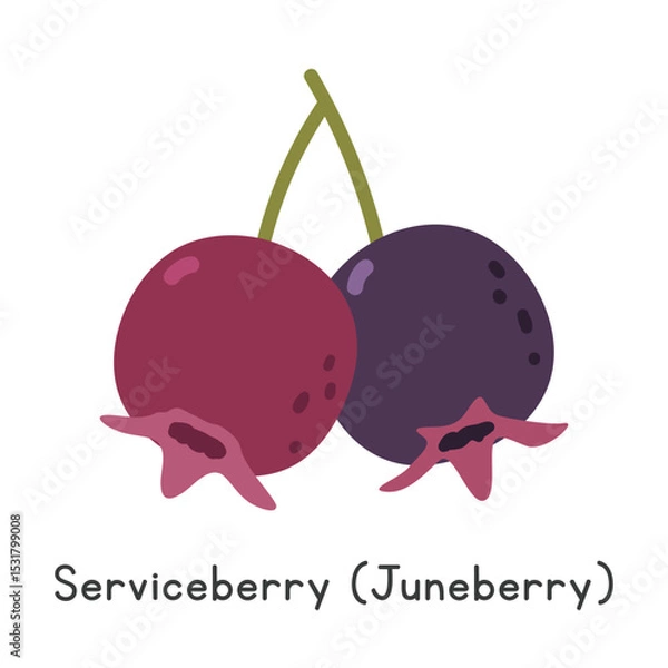 Fototapeta Juneberry flat vector illustration. Juneberry or Serviceberry cartoon clipart style isolated on white background. Berry fruit concept