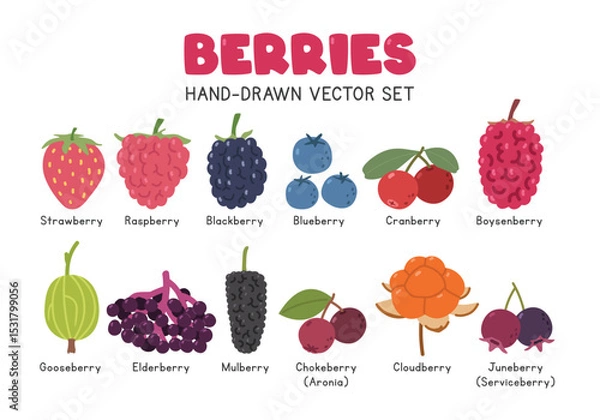Fototapeta Berries flat vector illustration set in cartoon clipart style. Strawberry, raspberry, blackberry, blueberry, cranberry, boysenberry, gooseberry, elderberry, mulberry, chokeberry, cloudberry, juneberry
