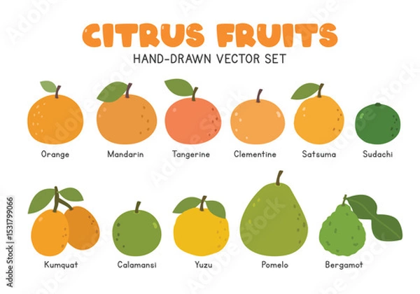 Fototapeta Citrus fruits flat vector illustration set in cartoon clipart style. Orange, mandarin, tangerine, clementine, satsuma, sudachi, kumquat, calamansi, yuzu, pomelo, bergamot
