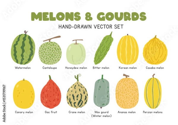 Fototapeta Melons and Gourds flat vector illustration set in cartoon clipart style. Watermelon, cantaloupe, honeydew melon, bitter melon, casaba melon, gac fruit, crane melon, wax gourd