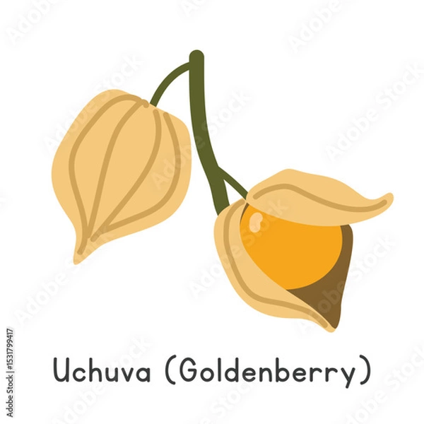 Fototapeta Uchuva flat vector illustration. Uchuva or Cape gooseberry or goldenberry cartoon clipart style isolated on white background. Unusual and Lesser-known fruit concept