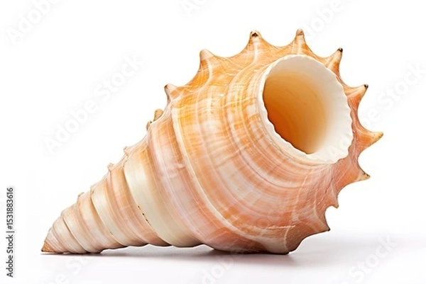 Fototapeta Elegant close up studio shot of a beautiful textured orange seashell against white background