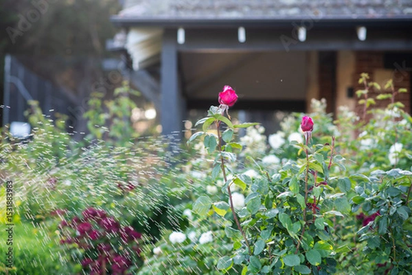 Obraz vintage rose bush in an old garden. a water sprinkler in the background adds a sense of movement