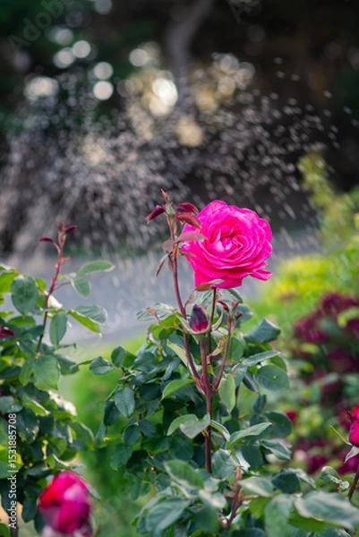 Obraz vintage rose bush in an old garden. a water sprinkler in the background adds a sense of movement