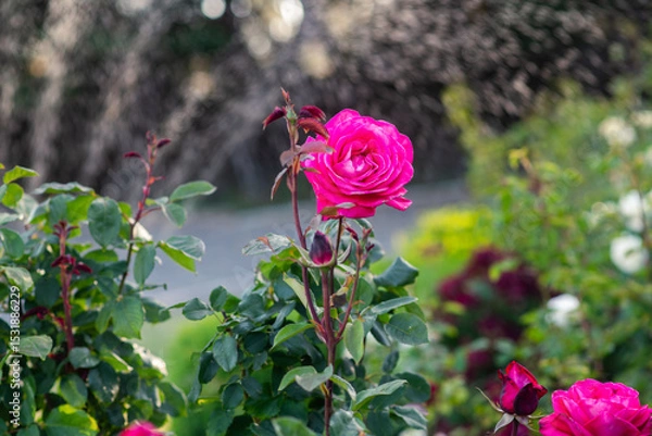 Obraz vintage rose bush in an old garden. a water sprinkler in the background adds a sense of movement