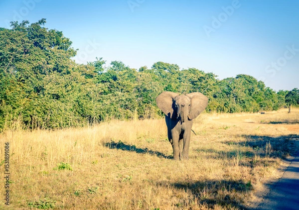 Obraz Wild elephant on the road
