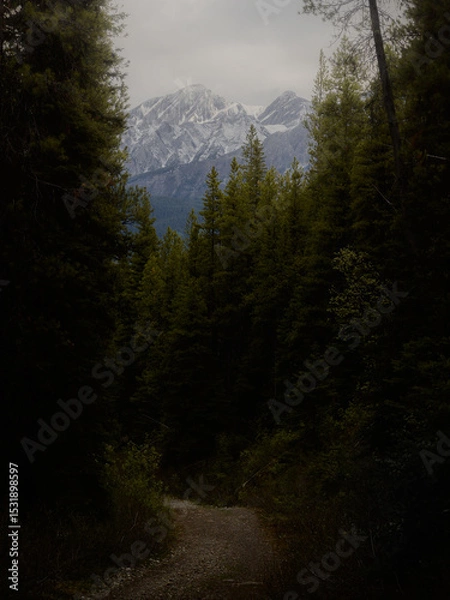 Obraz forest in the mountains