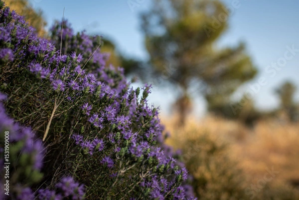 Fototapeta Side view of a bush of the thyme plant at the nature. Nice soft background.
