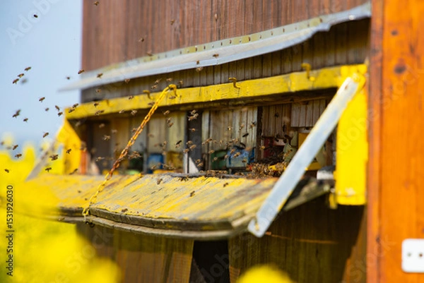 Obraz Beehive boxes for beekeeping and honey collecting in blooming canola field